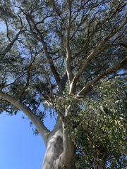 Eucalyptus tereticornis