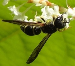 Ancistrocerus