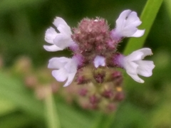 Verbena litoralis