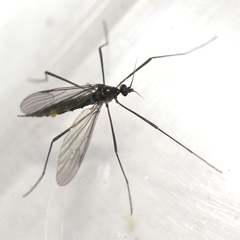 Gnophomyia