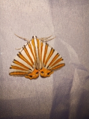 Pityeja histrionaria