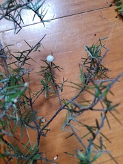 Leptecophylla juniperina