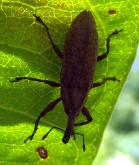 Lixus concavus