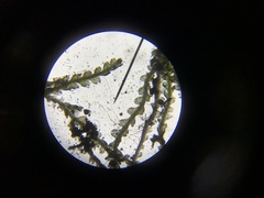 Fuscocephaloziopsis lunulifolia