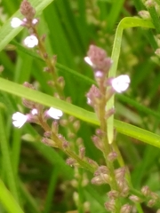 Verbena litoralis