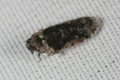Catonia nava