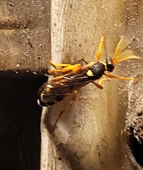Ichneumon ambulatorius