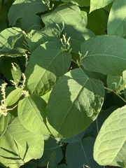 Reynoutria sachalinensis