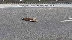 Oryctolagus cuniculus cuniculus