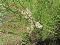 Hakea actites