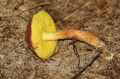 Aureoboletus auriporus