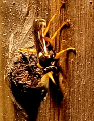 Ichneumon ambulatorius