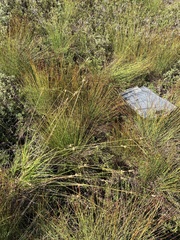 Carex × subviridula