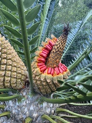 Encephalartos