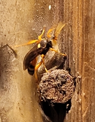 Ichneumon ambulatorius