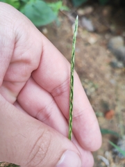 Digitaria radicosa