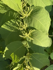 Reynoutria sachalinensis