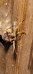 Ichneumon ambulatorius