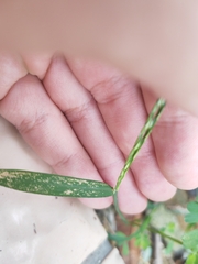Digitaria radicosa