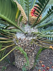 Encephalartos