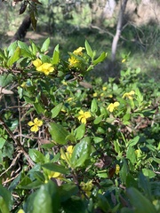 Goodenia ovata