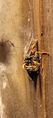 Ichneumon ambulatorius