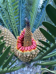 Encephalartos