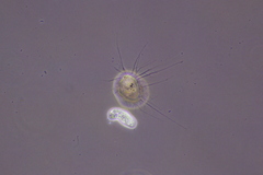 Amoebozoa
