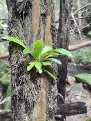 Asplenium australasicum