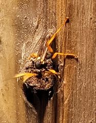 Ichneumon ambulatorius