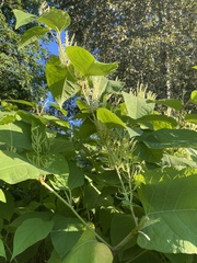 Reynoutria sachalinensis