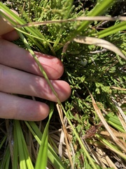 Carex × subviridula