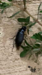 Pseudoophonus