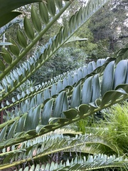 Encephalartos