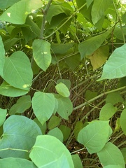 Reynoutria sachalinensis