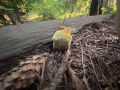 Climacocystis borealis