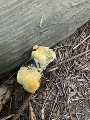 Climacocystis borealis