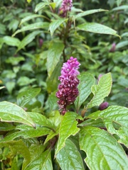 Phytolacca rugosa