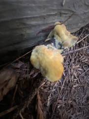 Climacocystis borealis