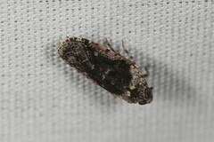 Catonia nava