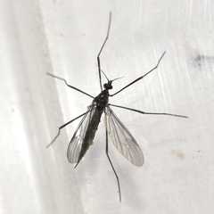Gnophomyia