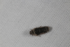 Catonia nava