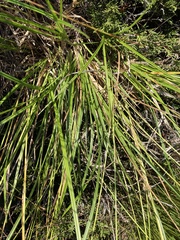 Carex × subviridula