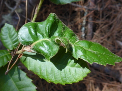 Aceria mackiei