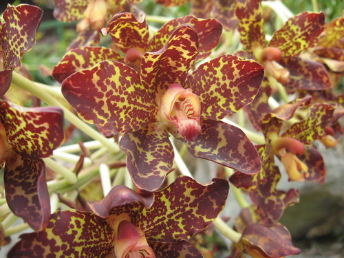 Image of Grammatophyllum Kinabaluense (Grammatophyllum kinabaluense) by (c) Ong Jyh Seng, some rights reserved (CC BY-SA)