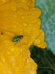 Diabrotica balteata