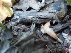 Deroceras reticulatum