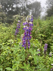 Lupinus montanus