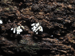 Arcyria cinerea