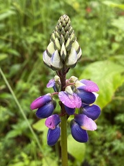 Lupinus montanus
